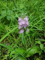 Platanthera grandiflora