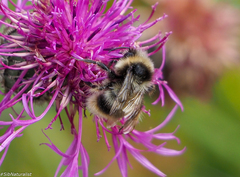 Bombus sichelii