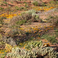 Atriplex lindleyi inflata
