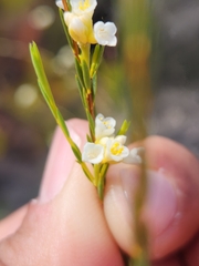 Lachnaea capitata