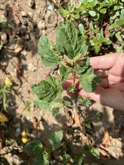Amaranthus viridis