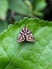 Hemerophila albertiana