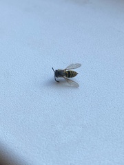 Vespula