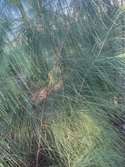 Casuarina