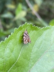 Hemerophila albertiana