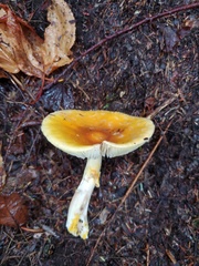 Amanita flavoconia