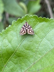 Hemerophila albertiana