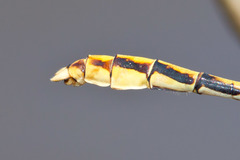 Ophiogomphus arizonicus