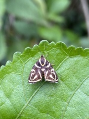 Hemerophila albertiana
