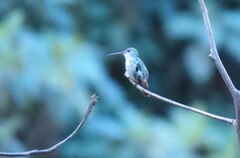 Elliotomyia viridicauda