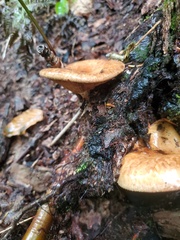 Polyporus tuberaster