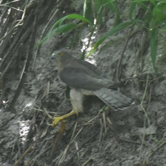 Accipiter badius