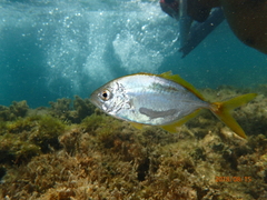 Caranx bartholomaei