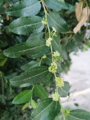 Ziziphus jujuba