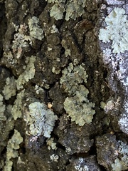 Flavopunctelia soredica