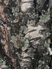 Flavopunctelia soredica