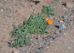 Gazania