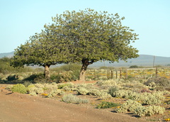 Schinus terebinthifolia