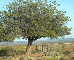 Schinus terebinthifolia