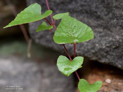 Fallopia cilinodis