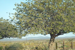 Schinus terebinthifolia