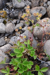 Potentilla asperrima