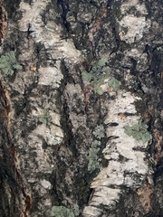 Flavopunctelia soredica