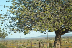 Schinus terebinthifolia