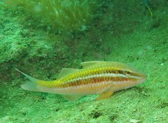 Parupeneus biaculeatus