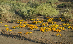 Gazania lichtensteinii