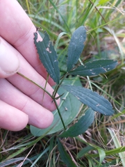 Lathyrus linifolius