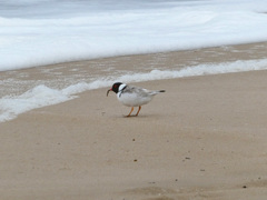 Thinornis cucullatus