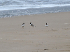 Thinornis cucullatus