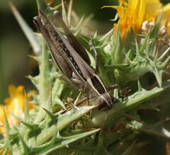 Eyprepocnemis plorans