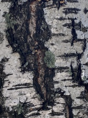 Flavopunctelia soredica