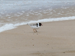 Thinornis cucullatus