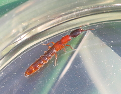 Xantholinus