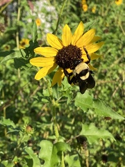 Bombus fraternus