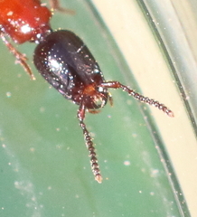 Xantholinus