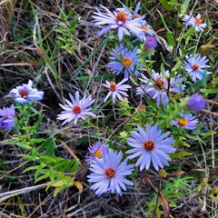 Symphyotrichum oblongifolium