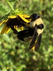 Bombus fraternus