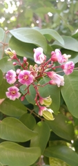 Averrhoa carambola