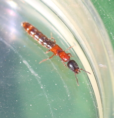 Xantholinus