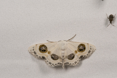 Problepsis discophora