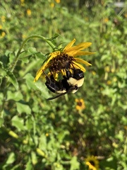 Bombus fraternus