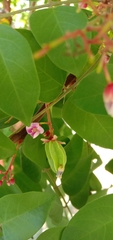 Averrhoa carambola
