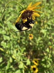 Bombus fraternus