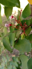 Averrhoa carambola