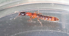 Xantholinus