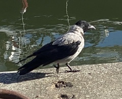 Corvus cornix